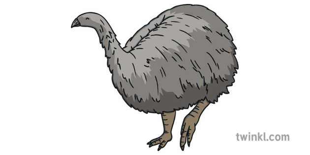 Eastern Moa Moa Of New Zealand Fact File Ks1 Illustration Twinkl