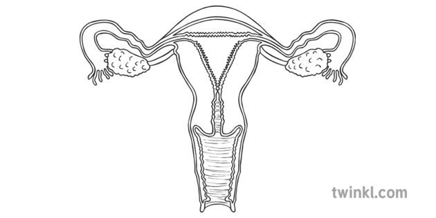 Female Reproductive Organs Womb Anatomy Planit Pshce Ks2 Bw Rgb Illustration