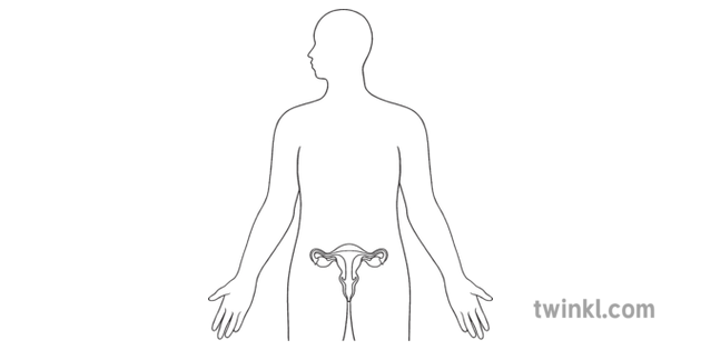 Female Reproductive System Science Diagram Beyond Black White Illustration