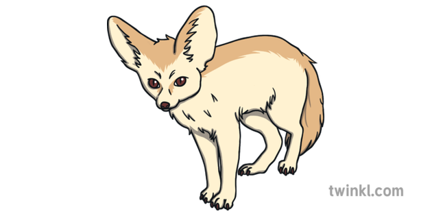 What is a Fennec Fox? - Answered - Twinkl Teaching Wiki