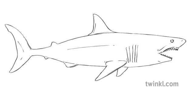 Great White Shark Sea Ocean Animal Finlay Pringle Rapid Response Ks2 Black