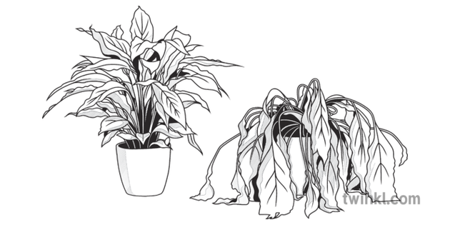 Healthy Plant And Unwatered Plant Science Garden Beyond Black and White RGB