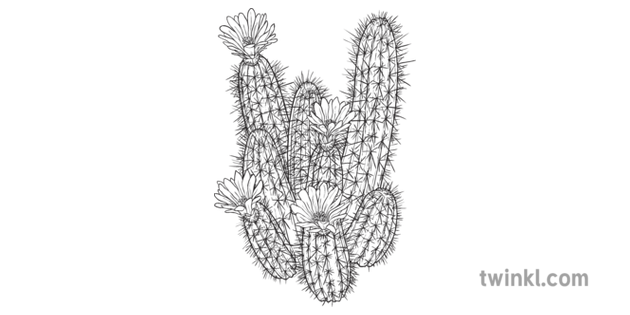 刺猬仙人掌植物多肉植物ks2 黑白rgb Illustration Twinkl