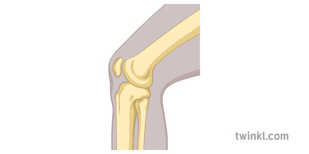 Hinge Joint Knee Bone Diagram Science Secondary Illustration - Twinkl