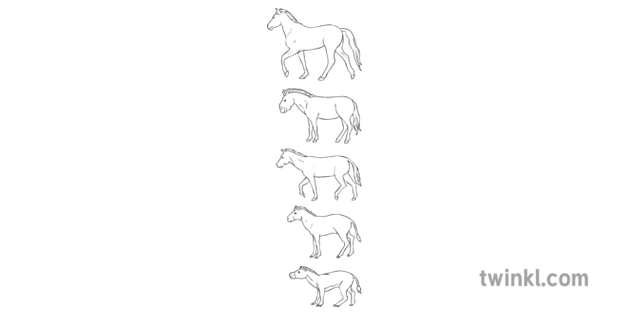 Horse Evolution Chart