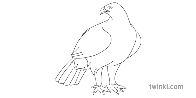 How To Draw A Golden Eagle Finshed Version Art Bird Instructions Ks2 Black