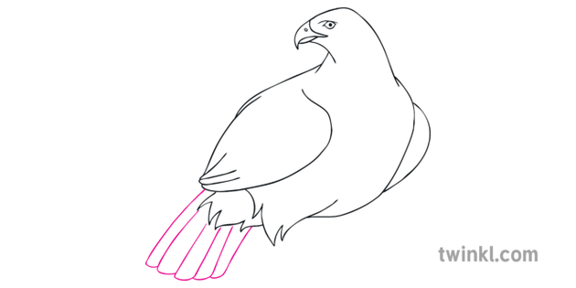 How To Draw A Golden Eagle Step 8 Art Bird Instructions Ks2 Illustration