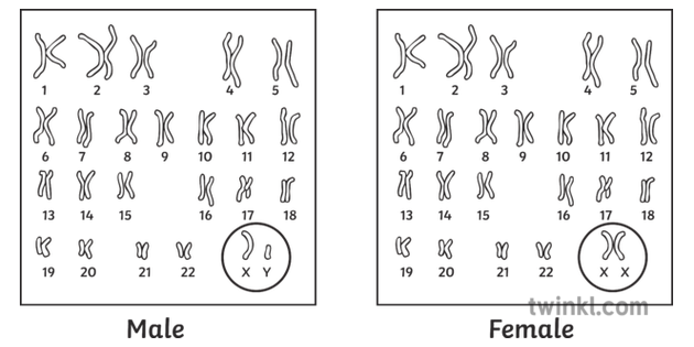 Human Karyotype Male Female Comparison Diagram Sex Genetic | Free ...