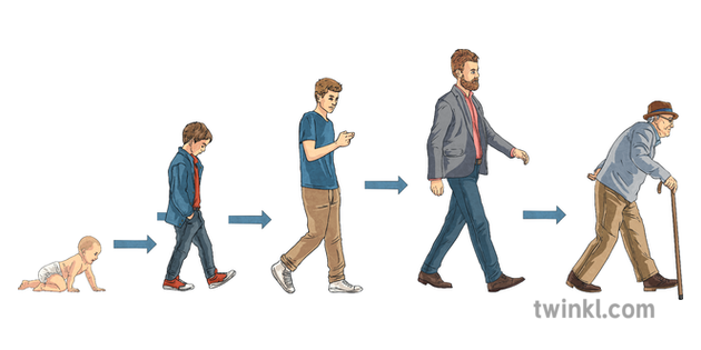 Human Lifespan People Age Growing Man Baby MPS KS2 Ilustraci n Twinkl