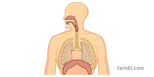 Human Respiratory System 2 Illustration - Twinkl