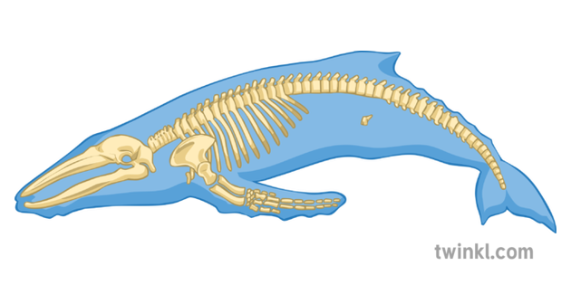 Скелет кита рисунок
