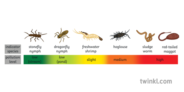 Indicator Species Continuum Science Ecology Secondary Illustration - Twinkl