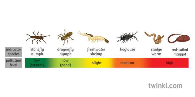 indicator-species-continuum-science-ecology-secondary-illustration-twinkl