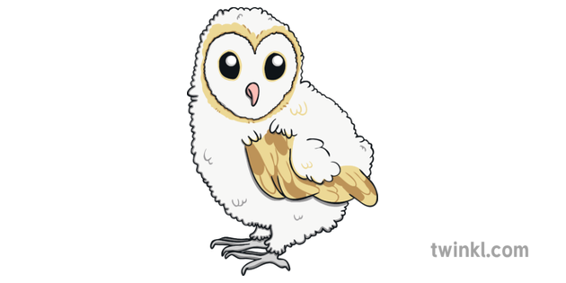 Ks1 Baby Barn Owl Illustration Twinkl