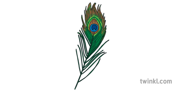 ks1 peacock feather illustration twinkl ks1 peacock feather illustration twinkl