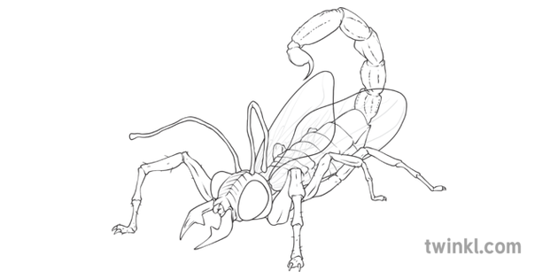 Kerble Animal Bug Insect Creature Fantasy Imaginary Topics Ks2 Black And