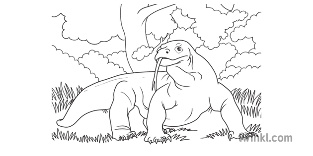 Download Komodo Dragon Reptile Colouring Page Animal Activity EYFS KS1 Black and
