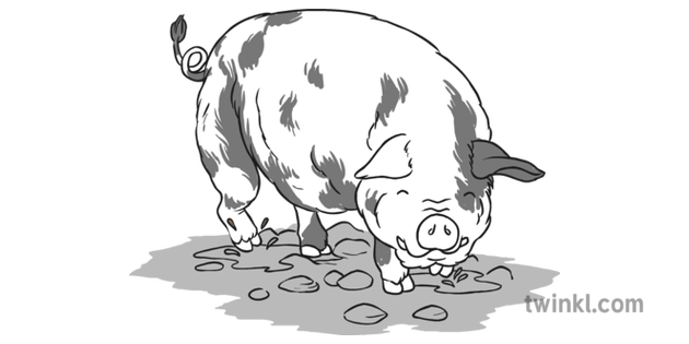Kunekune Pig Black And White Illustration Twinkl