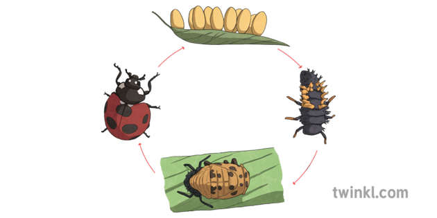 life-cycle-of-a-ladybird-diagram-insect-eggs-sciences-scotland-ks2