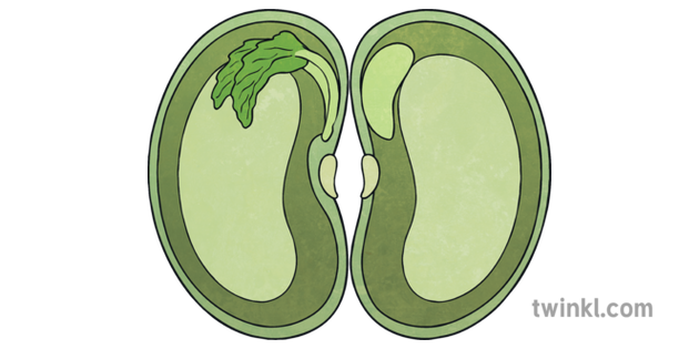 lima-bean-seed-inside-cross-section-legume-ks2-illustration-twinkl