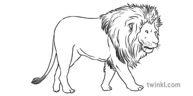 Lion Black And White 2 Illustration Twinkl