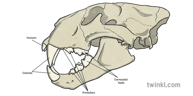 Diagram Tiger Teeth Skull Diagram Full Version Hd Quality Skull Diagram Bestblueschematics Aspromontebike It