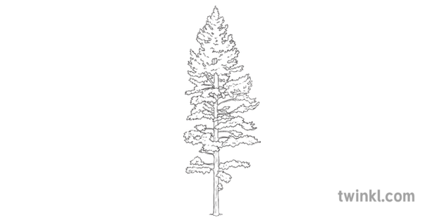 lodgepole pine tree science ks2 bw rgb illustration twinkl lodgepole pine tree science ks2 bw rgb