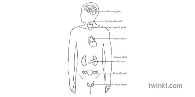 Major Endocrine Glands Labelled Diagram Illustration Twinkl