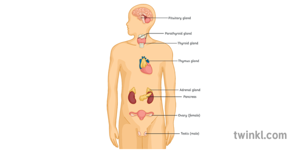 Major Endocrine Glands Diagram Labelled Biology Human Body Organs Ks4