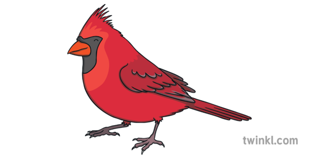 Male Northern Cardinal Bird Animal Ks1 Illustration Twinkl