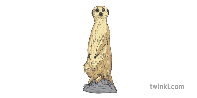 Meerkat Animal Safari Africa Mammal Ks2 Illustration Twinkl