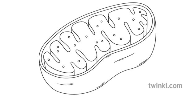 Mitochondria Science Cell Diagram Beyond Black and White RGB Illustration