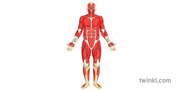 Muscle Full Body Front Diagram Pe Secondary Ilustracao Twinkl