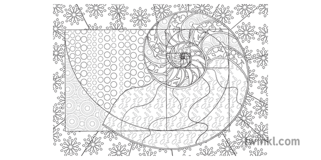 Nautilus Shell Mindfulness Colouring Nautilidae Animal Cephalopod Numeracy