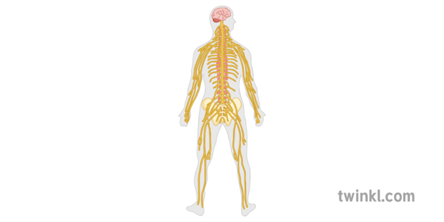 Nervous System Diagram Science Human Body Secondary Illustration Twinkl