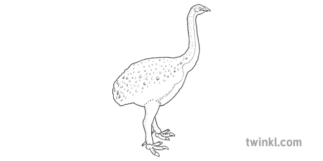 Nueva Zelanda Extintas Aves Para Colorear Moa Ks1 Blanco Y Negro Ilustracion