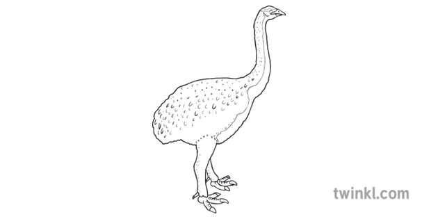 New Zealand Extinct Birds Colouring Pages Moa Ks1 Illustration Twinkl