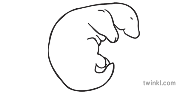 Newborn Baby Platypus Animal Ks1 Bw Rgb Ilustracion Twinkl