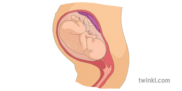 No Text Foetus Dans L 39 Uterus Y6 Grandir Conception Bebe Pshe