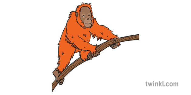 orange orangutan illustration twinkl