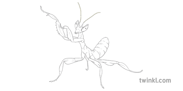 Orchid Mantis Praying Mantis Fact File Ks2 Black And White Rgb Illustration