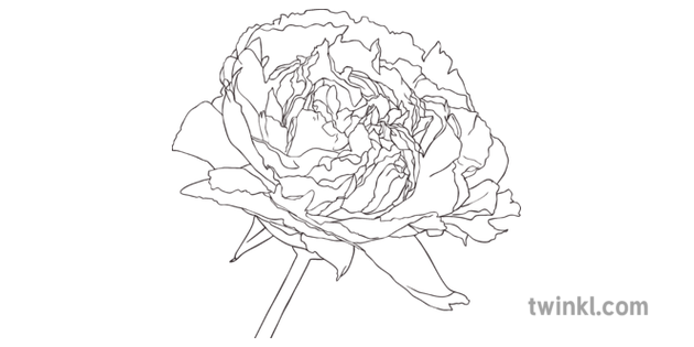 Peony Flower Plant Ks2 Black And White Illustration Twinkl