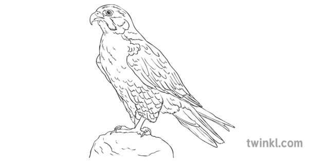 Peregrine Falcon Black and White 1 