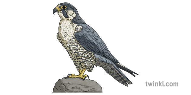 Peregrine Falcon Illustration Twinkl