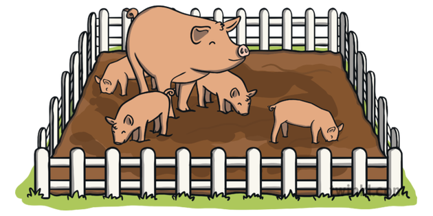 Pigs in Animal Pen Pig Piglets Farm Mud Fence Animals KS1 Illustration