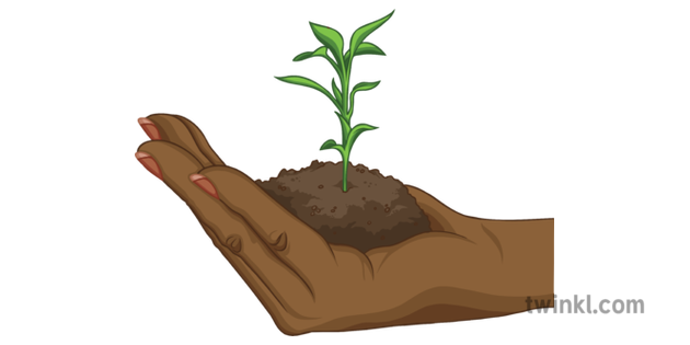 plant growing in hand illustration twinkl plant growing in hand illustration twinkl