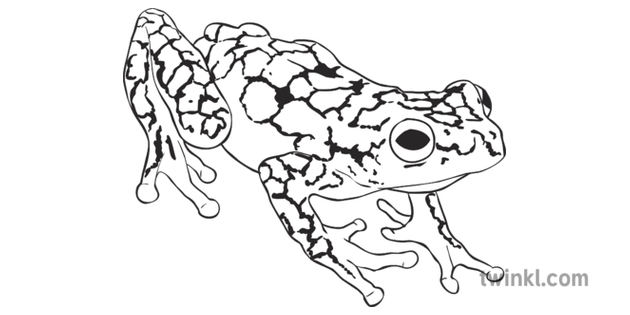 Poison Dart Frog Black And White 2 Illustration Twinkl Learn how to draw poison dart frog pictures using these outlines or print just for coloring. poison dart frog black and white 2