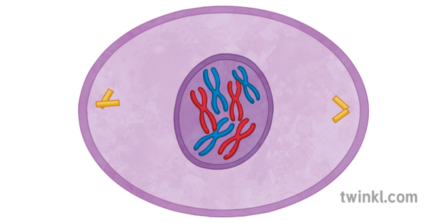 Prophase Mitosis Illustration Twinkl