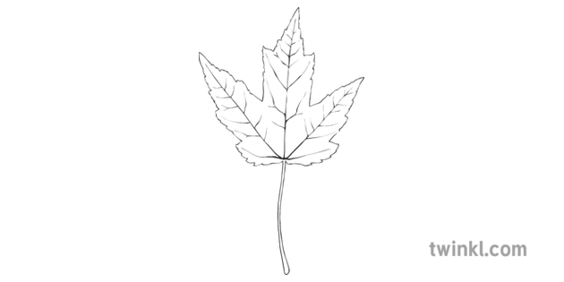 Red Maple Leaf Black And White Illustration Twinkl