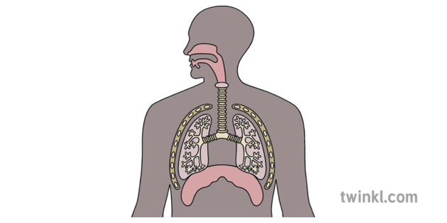 Respiratory System With Vocal Cords English Biology